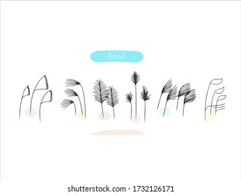 Hand drawn pictures.Reed illustrations. Black and white pattern plant elements. perfect for invitations, greeting cards, prints, posters.