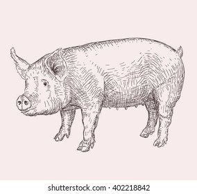 Hand Drawn Pig