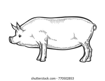 Hand drawn Pig farm animal livestock. Sketch in a graphic style. Isolated on white background. Vintage vector engraving illustration for poster, web.