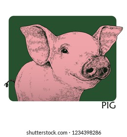 Hand Drawn Pig Illustration Colored, Isolated Vector