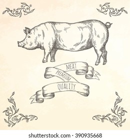 Hand drawn pig illustration. Farm animal. Vector illustration.