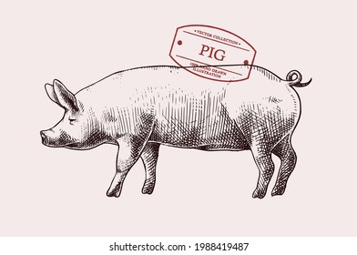 Hand Drawn Pig Illustration with Vintage style