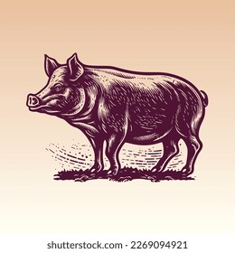 Hand drawn Pig illustration. Vintage woodcut engraving style vector illustration.