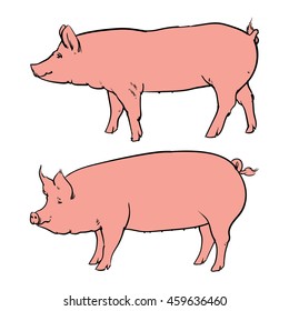 Hand drawn pig isolated on white background. Drawing Vector illustration.