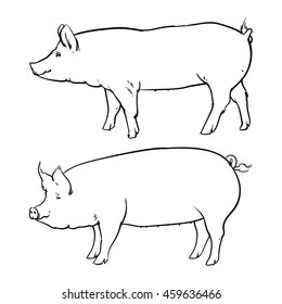 Hand drawn pig isolated on white background. Drawing Vector illustration outline.