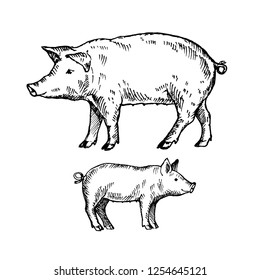 Hand drawn pig and piggy. Sketch, vector illustration.