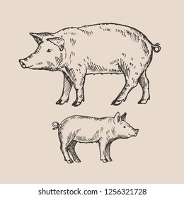 Hand drawn pig and piggy. Sketch, vector illustration.