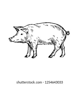 Hand drawn pig. Sketch, vector illustration.