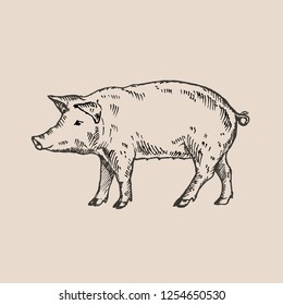 Hand drawn pig. Sketch, vector illustration.