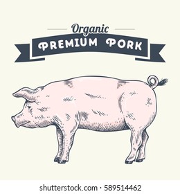 Hand drawn pig, vector