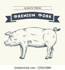 Hand Drawn Pig, Vector Illustration