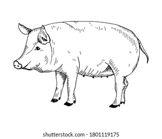 Hand drawn pig. vector. Lineart isolated on white background. EPS10