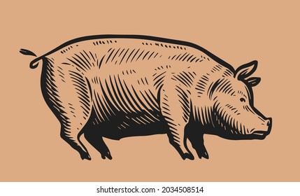 Hand drawn pig in vintage engraving style. Pork, farm animal concept. Vector illustration