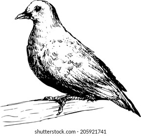 hand drawn pigeon