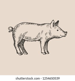 Hand drawn piggy. Sketch, vector illustration.