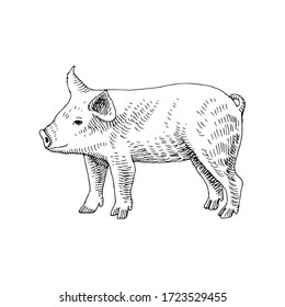 Hand drawn piglet. Farm animal. Vector illustration in retro style