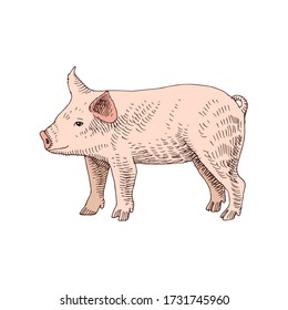 Hand drawn piglet. Farm animal. Vector illustration in retro style