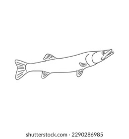 Hand drawn Pike. Black and white. Vector sketch of a fish.