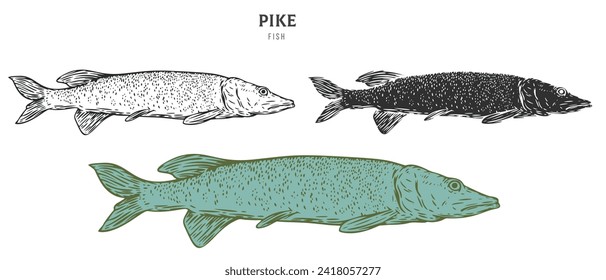 Hand drawn pike fish isolated on white background. Set cartoon element in outline, monochrome and color version. Vector illustration in retro vintage engraving style.