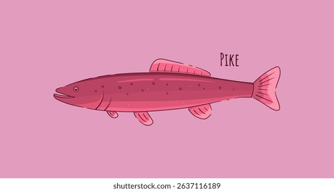 Hand Drawn Pike Fish Vector Illustration.