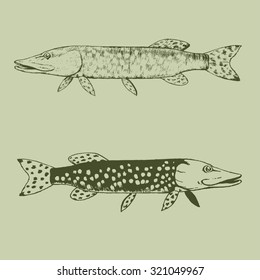 Hand drawn pike set. Vector illustration. 