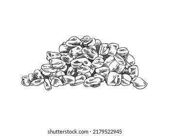 Hand drawn pile of fenugreek seeds, monochrome sketch vector illustration isolated on white background. Healthy dietary supplement or culinary ingredient with engraving texture.