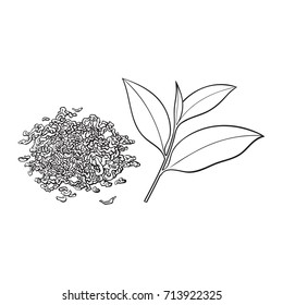 Hand drawn pile, heap, handful of dry tea and fresh young leaf, sketch vector illustration isolated on white background. Realistic hand drawing of dry tea and fresh leaf