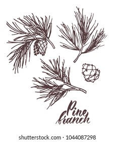 Hand drawn pine branch with cones on white background. Vector illustration. 