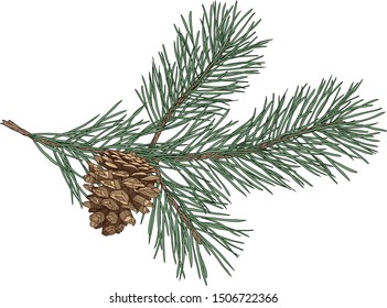 Hand drawn pine branch with cones for your design of Christmas and New Year cards and posters.