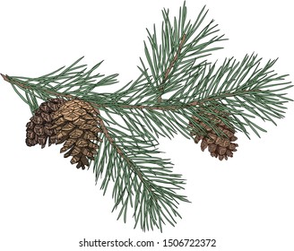 Handgezeichneter Kiefernzweig mit Zapfen für Ihr Design von Weihnachts- und Neujahrskarten und Plakaten.