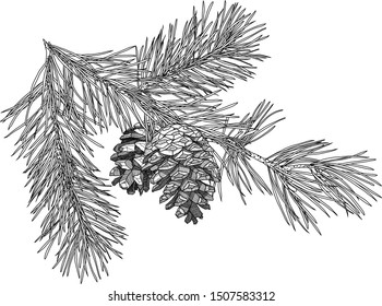 Sucursal de pinho desenhado à mão com cones para o seu design de Natal e cartões de Ano Novo e cartazes.