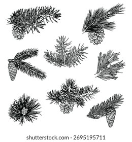 Hand drawn pine branches with cones. Vector illustration. 