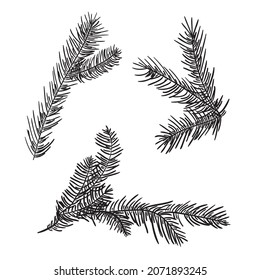Hand drawn pine branches for creation of your own design for Christmas or New year. Vector, illustration.