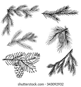 Hand drawn pine branches for creation of your own design for Christmas or New year.