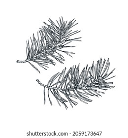 Hand drawn pine branches. Isolated sketch on white background. Vector illustration.
