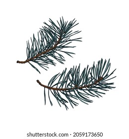 Hand drawn pine branches. Isolated sketch on white background. Vector illustration.