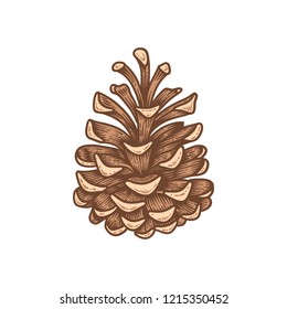 Hand drawn pine cone, engraved vector illustration. Vintage sketch illustration isolated on white background for logo, greeting card, poster, holiday decor
