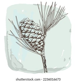 Hand drawn pine cone on a twig with pine needles. vector sketch.