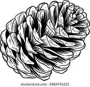 Hand drawn Pine Cone Sketch Illustration