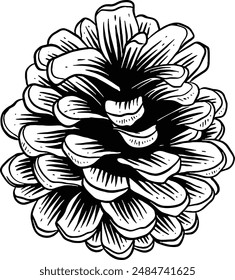 Dibujado a mano Pine Cone Sketch Illustración
