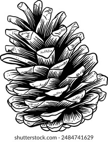 Hand drawn Pine Cone Sketch Illustration