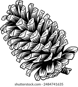 Hand drawn Pine Cone Sketch Illustration