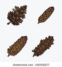 Hand Drawn Pine Cone Vector