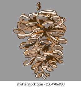 Hand drawn pine cone in vector