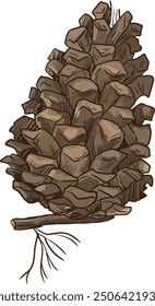 hand drawn pine cone, vector illustration on forest theme