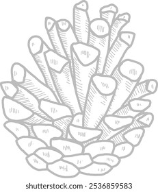 Hand Drawn Pine Cone Vector Illustration