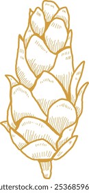 Hand Drawn Pine Cone Vector Illustration