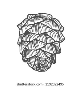 Hand drawn pine cone. Vintage vector illustration