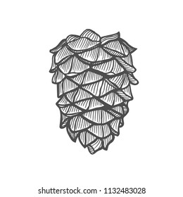 Hand drawn pine cone. Vintage vector illustration