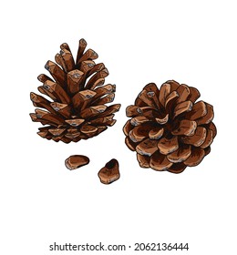 Hand drawn pine cones. Isolated sketch on white background. Vector illustration.